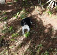 AKC Peony, a female English Springer Spaniel for sale in Elroy, WI – 4 of 10