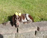 AKC Polly, a female English Springer Spaniel for sale in Elroy, WI – 3 of 7