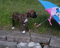 Paisley, a female Boxer for sale in Elroy, WI – 3 of 5