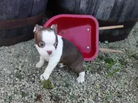 Parker, a male Boston Terrier for sale in Elroy, WI – 3 of 6