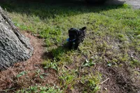 Roman, a male Shihpoo for sale in Elroy, WI – 7 of 7