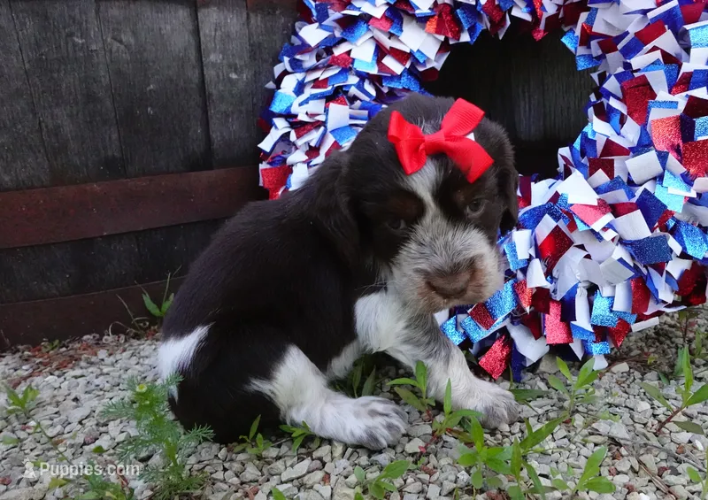 AKC Rolo – English Springer Spaniel puppy for sale in Elroy, WI