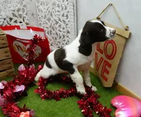 AKC Rory, a female English Springer Spaniel for sale in Elroy, WI – Photo 6 of 7