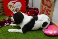 AKC Rory, a female English Springer Spaniel for sale in Elroy, WI – Photo 4 of 7