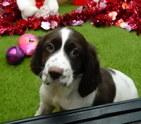 AKC Rory, a female English Springer Spaniel for sale in Elroy, WI – Photo 3 of 7