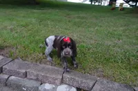 AKC Remi, a female English Springer Spaniel for sale in Elroy, WI – 2 of 7
