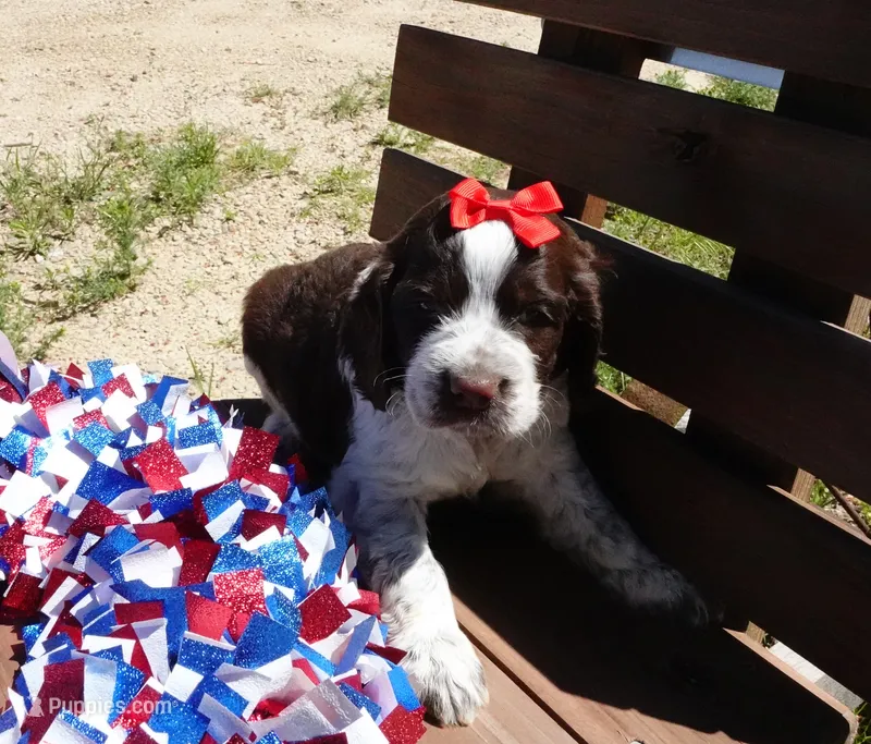 Sela – English Springer Spaniel puppy for sale in Elroy, WI