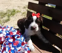 Sela, a female English Springer Spaniel for sale in Elroy, WI – 1 of 6