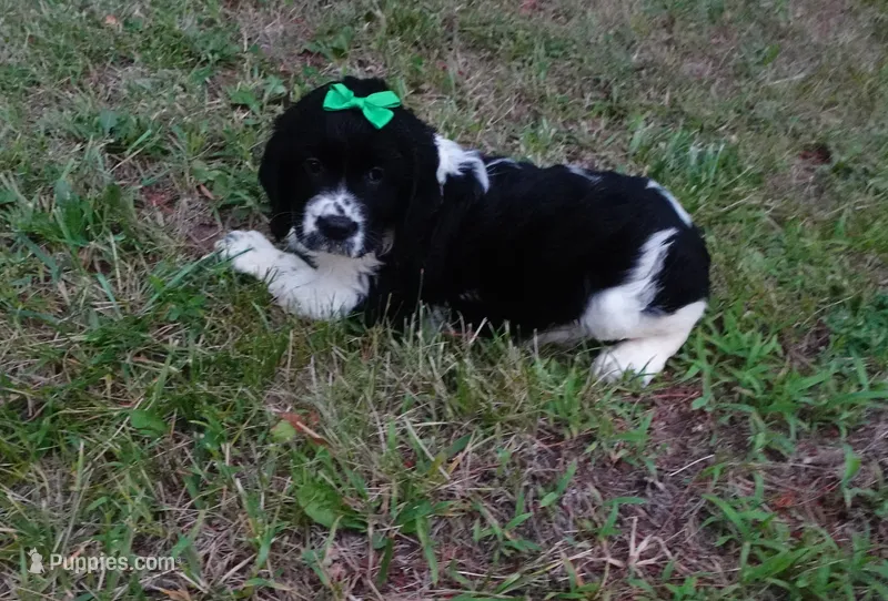 AKC Peony – English Springer Spaniel puppy for sale in Elroy, WI