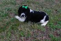 AKC Peony, a female English Springer Spaniel for sale in Elroy, WI – 1 of 4