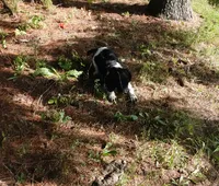 AKC Peony, a female English Springer Spaniel for sale in Elroy, WI – 5 of 10