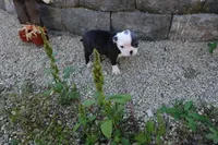 Payton, a female Boston Terrier for sale in Elroy, WI – 6 of 6
