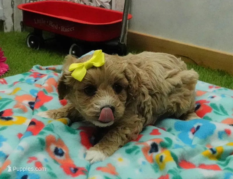 Tory – Cavapoo puppy for sale in Elroy, WI