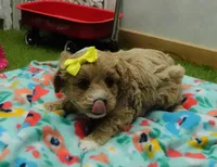 Tory, a female Cavapoo for sale in Elroy, WI – Photo 1 of 4