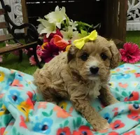 Tory, a female Cavapoo for sale in Elroy, WI – Photo 2 of 4