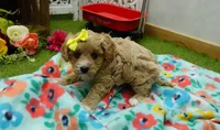 Tory, a female Cavapoo for sale in Elroy, WI – Photo 4 of 4