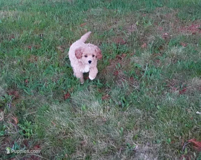 Tory – Cavapoo puppy on hold in Elroy, WI