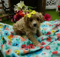 Tory, a female Cavapoo for sale in Elroy, WI – Photo 3 of 4