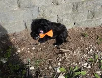 Romeo, a male Shihpoo for sale in Elroy, WI – 7 of 7