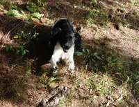 AKC Peony, a female English Springer Spaniel for sale in Elroy, WI – 2 of 10
