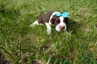 Sela, a female English Springer Spaniel for sale in Elroy, WI – 4 of 6