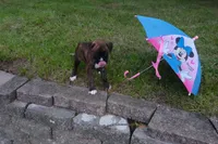 Paisley, a female Boxer for sale in Elroy, WI – 1 of 5