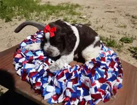 Sela, a female English Springer Spaniel for sale in Elroy, WI – 2 of 6