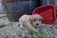 Tyler, a male Cavapoo for sale in Elroy, WI – 2 of 5