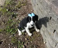 AKC Pearl, a female English Springer Spaniel for sale in Elroy, WI – 2 of 10