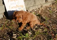 Thad, a male Cavapoo for sale in Elroy, WI – 4 of 4