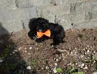 Romeo, a male Shihpoo for sale in Elroy, WI – 4 of 7