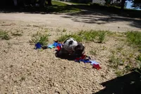 AKC Roman, a male English Springer Spaniel for sale in Elroy, WI – 3 of 3