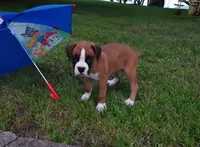 Preston, a male Boxer for sale in Elroy, WI – 3 of 4