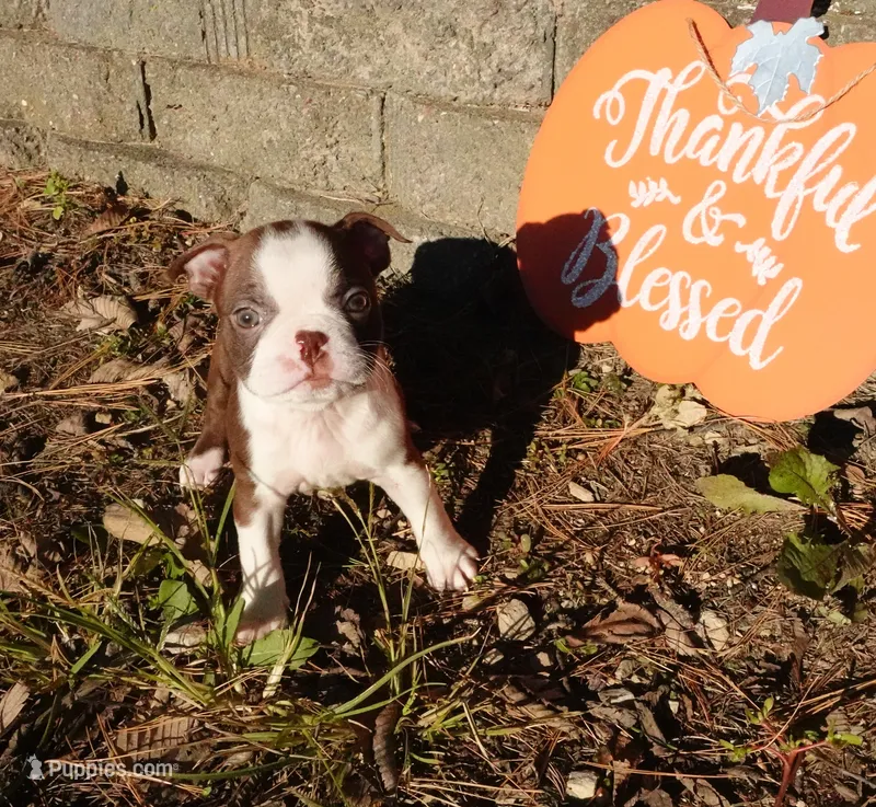 Pandora – Boston Terrier puppy for sale in Elroy, WI