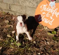 Pandora, a female Boston Terrier for sale in Elroy, WI – 1 of 6