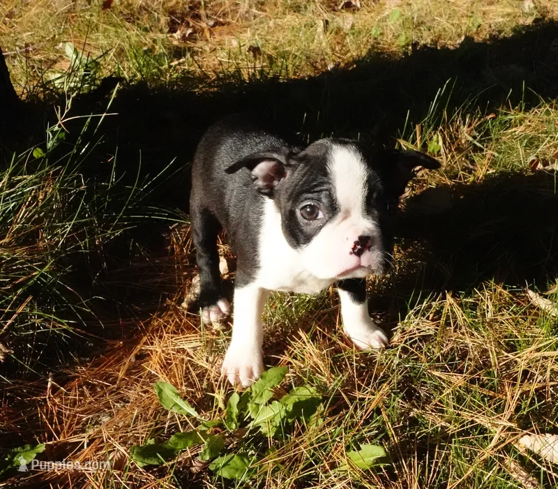 Poetry – Boston Terrier puppy for sale in Elroy, WI