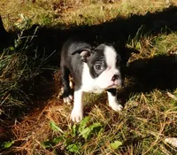 Poetry, a female Boston Terrier for sale in Elroy, WI – 1 of 6