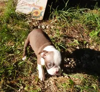 Paris, a female Boston Terrier for sale in Elroy, WI – 2 of 5