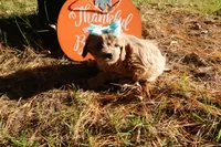 Trinity, a female Cavapoo for sale in Elroy, WI – 7 of 7