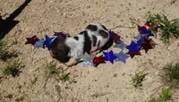AKC Roman, a male English Springer Spaniel for sale in Elroy, WI – 2 of 3