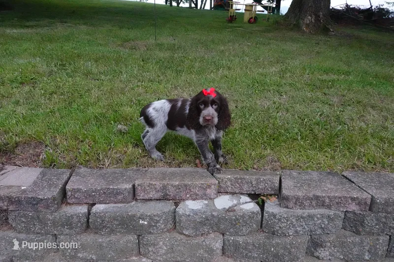 AKC Remi – English Springer Spaniel puppy for sale in Elroy, WI