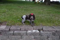 AKC Remi, a female English Springer Spaniel for sale in Elroy, WI – 1 of 7