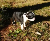 Poetry, a female Boston Terrier for sale in Elroy, WI – 3 of 6
