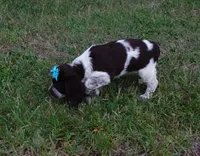 AKC Princess, a female English Springer Spaniel for sale in Elroy, WI – 2 of 4