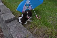 AKC Polly, a female English Springer Spaniel for sale in Elroy, WI – 4 of 5