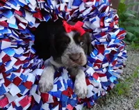 AKC Rolo, a female English Springer Spaniel for sale in Elroy, WI – 3 of 5