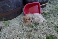 Tyler, a male Cavapoo for sale in Elroy, WI – 5 of 5