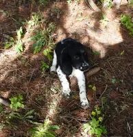 AKC Peony, a female English Springer Spaniel for sale in Elroy, WI – 6 of 10