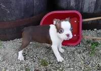 Parker, a male Boston Terrier for sale in Elroy, WI – 2 of 6