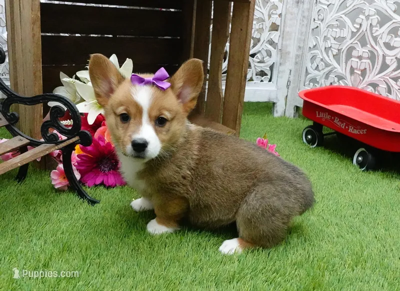 Cara – Pembroke Welsh Corgi puppy for sale in Elroy, WI
